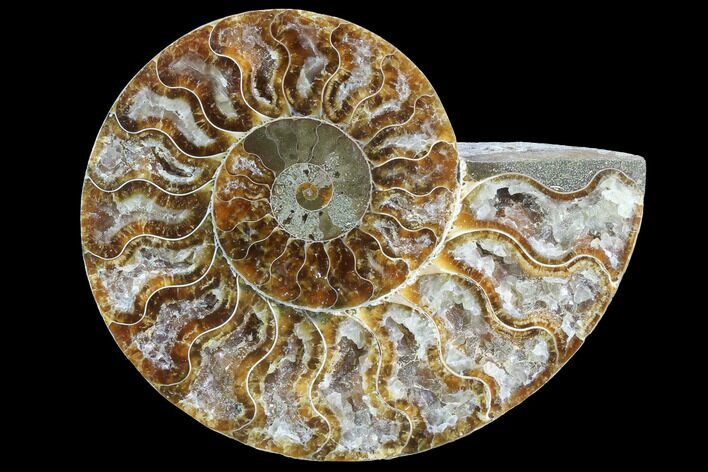 Agatized Ammonite Fossil (Half) - Crystal Chambers #88242